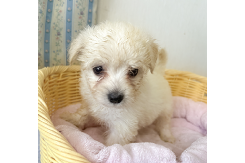 商談中の岡山県のミックス犬-388048の3枚目